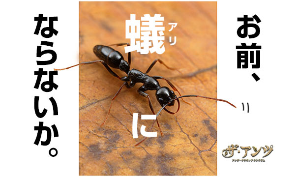 メイン動画の代わり画像